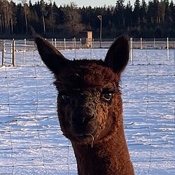 Bild von braunem Alpaka namens Frieda