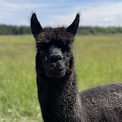 schwarzes Alpaka namens Ramses