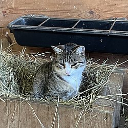 Bild von Katze im Heu 