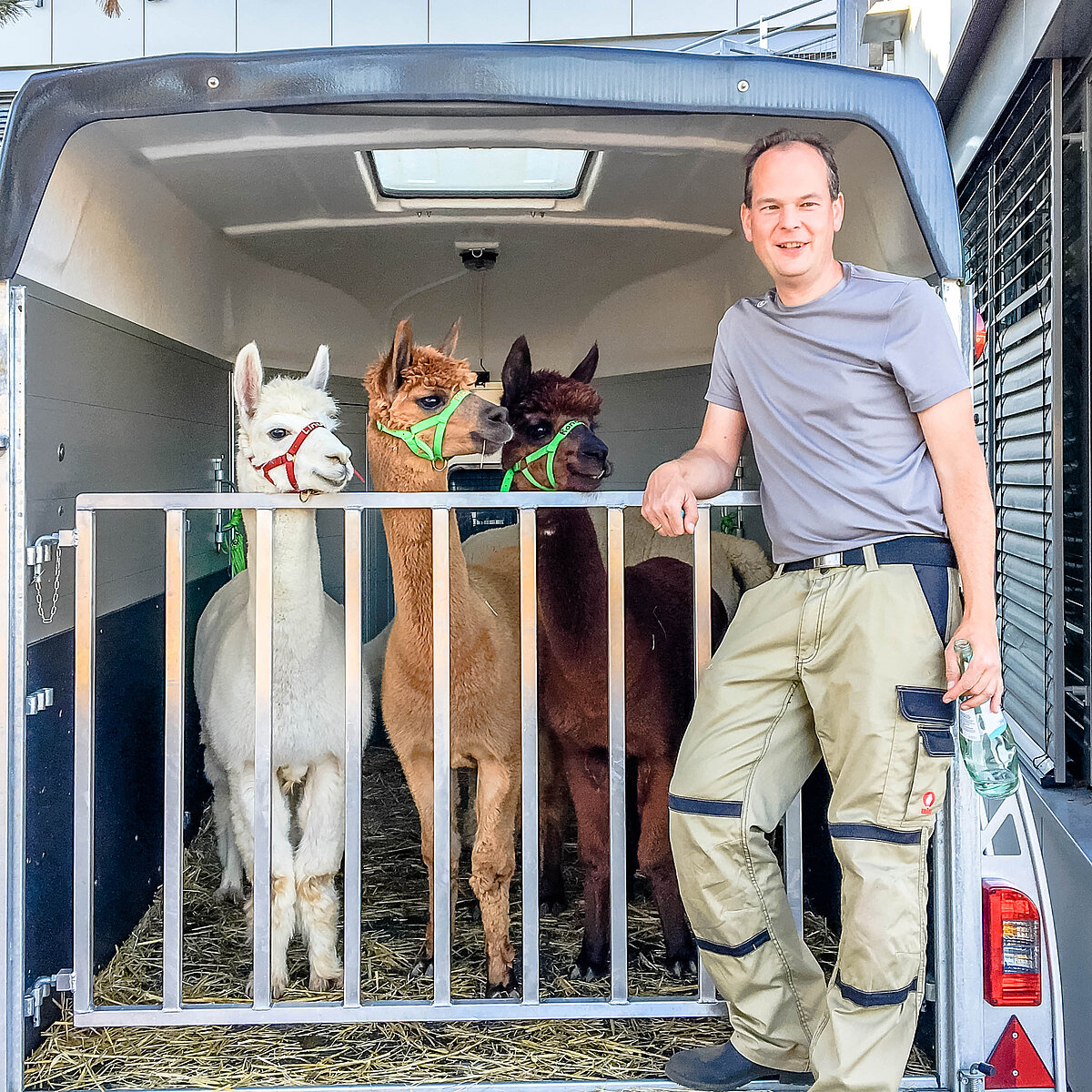 Stefan mit drei Alpakas im Anhänger