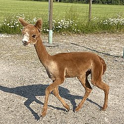 Bild von braunen Alpaka namens Alma