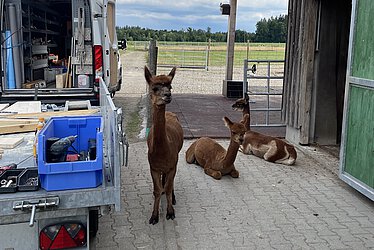 Alpakas auf der Baustelle