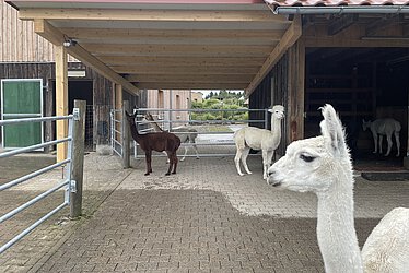 Alpakas im neuen Unterstand