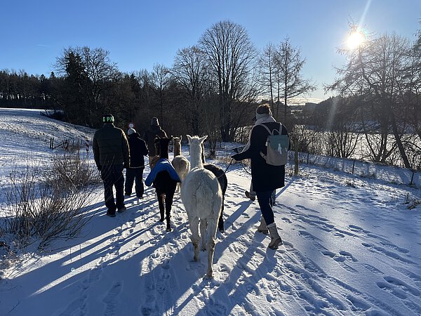 Alpakawanderung im Schnee