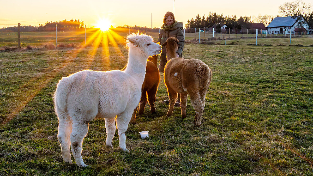 Steffi mit 3 Alpakas auf der Weide bei Sonnenuntergang
